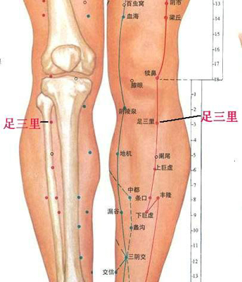 足三里穴，增強(qiáng)脾胃功能好助手