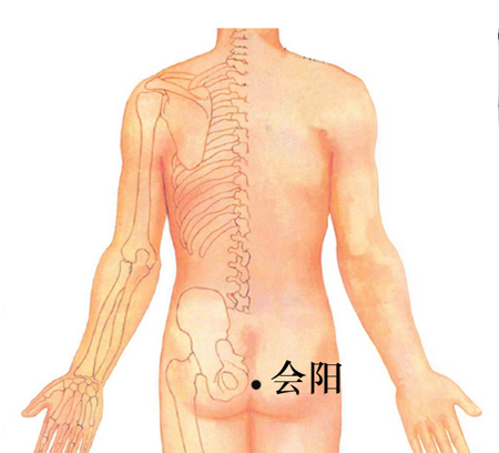 會(huì)陽穴→治泄瀉、便血