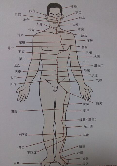 足陽明胃經拔罐線路