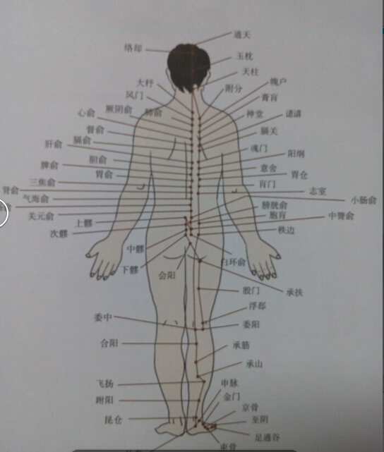 足太陽膀胱經拔罐線路