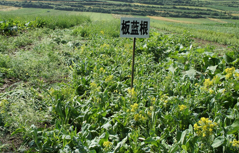 利好政策出臺(tái) 中藥材種植產(chǎn)業(yè)或迎來(lái)爆發(fā)點(diǎn)