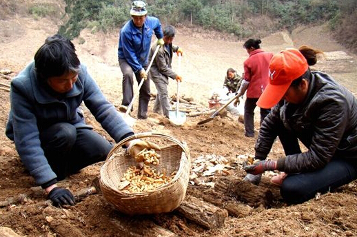 寧強(qiáng)大安后林中藥材種植合作社大力發(fā)展富民產(chǎn)業(yè)