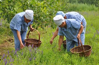 今年我省中藥材種植積極性提高