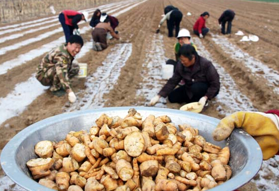 寧縣：推廣中藥材種植力助產業(yè)轉型