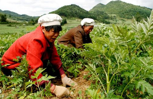 中藥材種植：都有哪些中藥材除草劑？