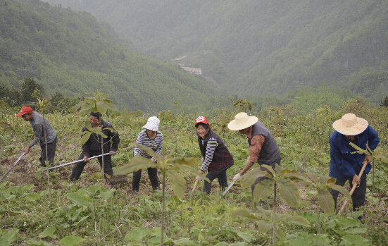 龍泉土家族鄉(xiāng)種植中藥材嘗到甜頭