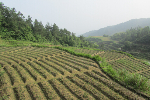 “兩條腿”走路 走出產(chǎn)業(yè)發(fā)展新天地