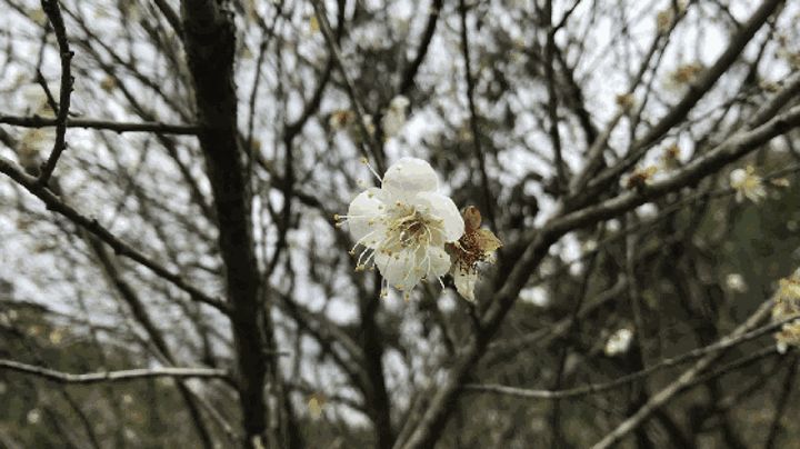 竹筒梅花針法