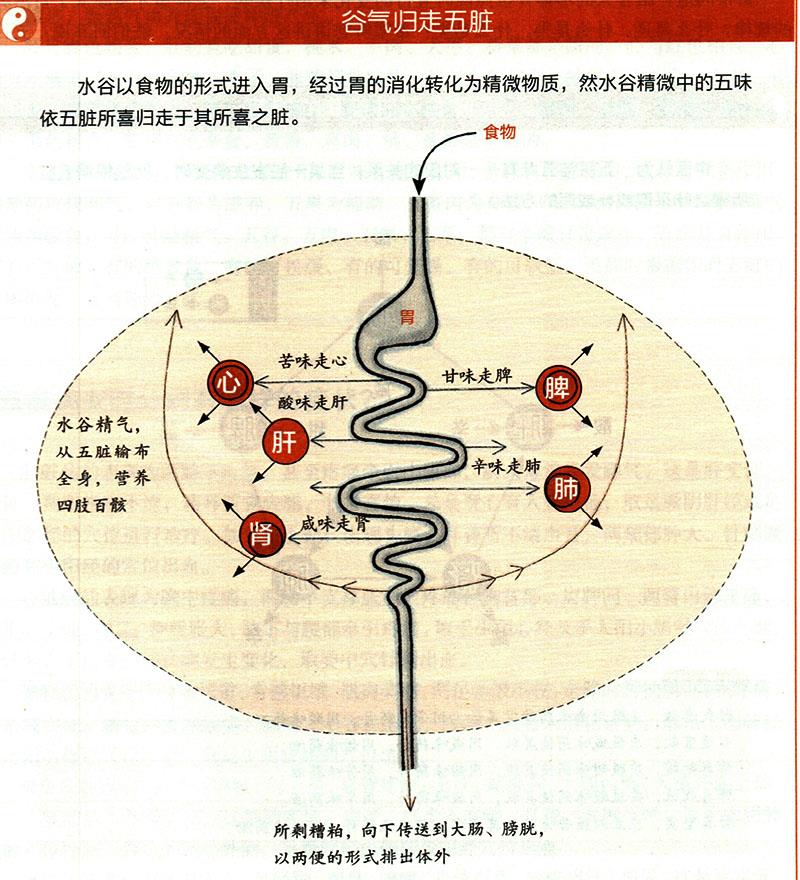 食物在體內(nèi)如何運(yùn)化？