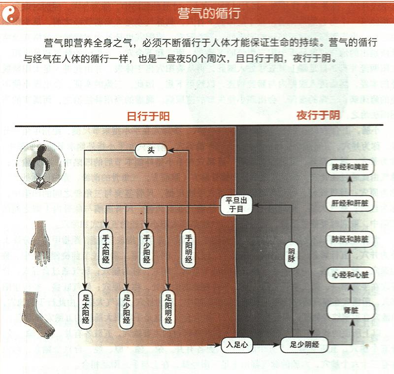 營(yíng)氣在體內(nèi)是如何循環(huán)的？