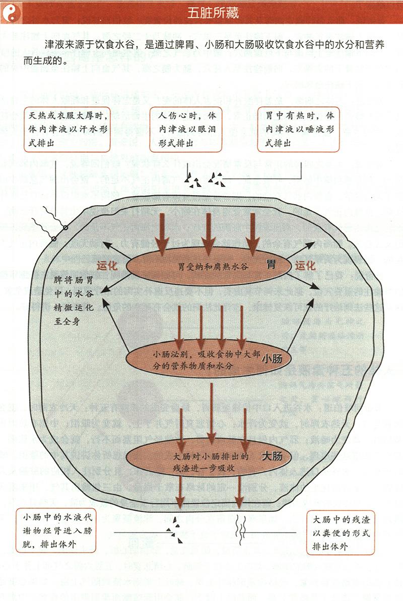 人體的五種津液是如何生成的？