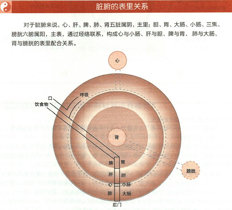 臟腑與各組織之間是什么關(guān)系？